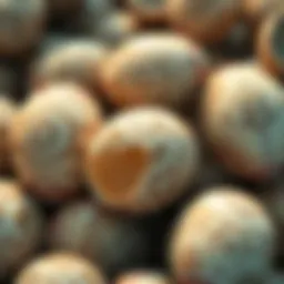 Close-up of ancient eggshells featuring intricate geometric designs from 60,000 years ago.