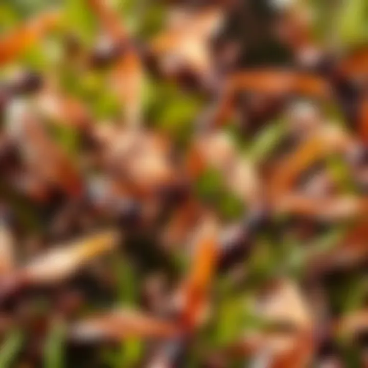 A swarm of ants aggressively attacking moth-like creatures known as carrion eaters in a vibrant outdoor setting.