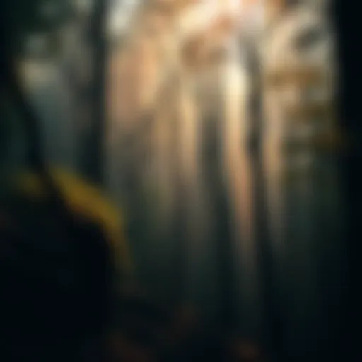 A dense Appalachian forest featuring old trees and hints of folklore, like shadowy figures and mysterious lights among the foliage.