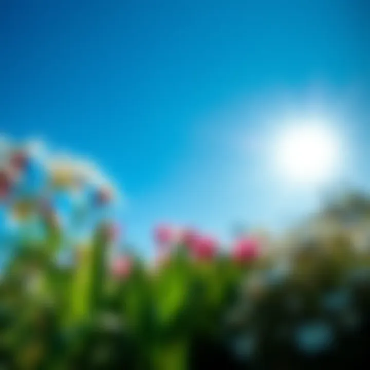 April versus May A split image showing April flowers and May sunshine with clear skies.