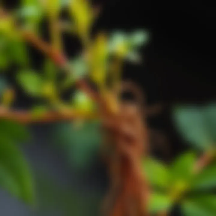 Close-up of Astragalus plant showing its leaves and roots, symbolizing its importance in Traditional Chinese Medicine and modern biology