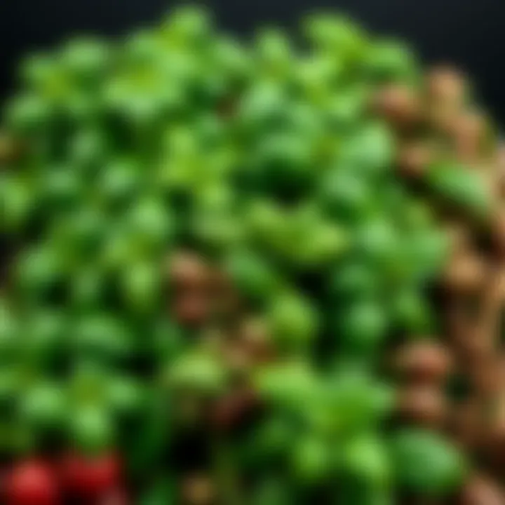 A variety of fresh basil plants showcasing different types and colors