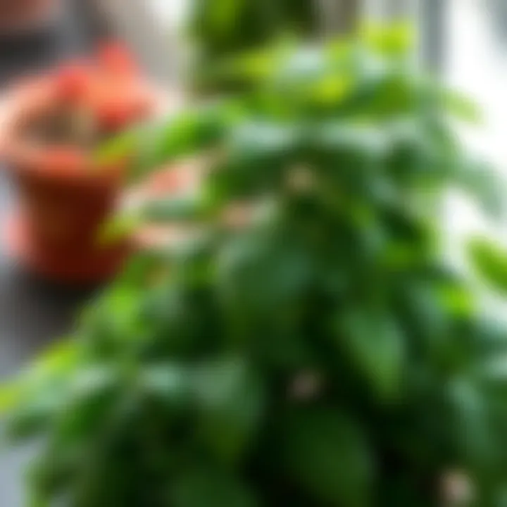 A lush basil plant with thick stems and abundant leaves, showcasing proper cutting techniques for bushier growth