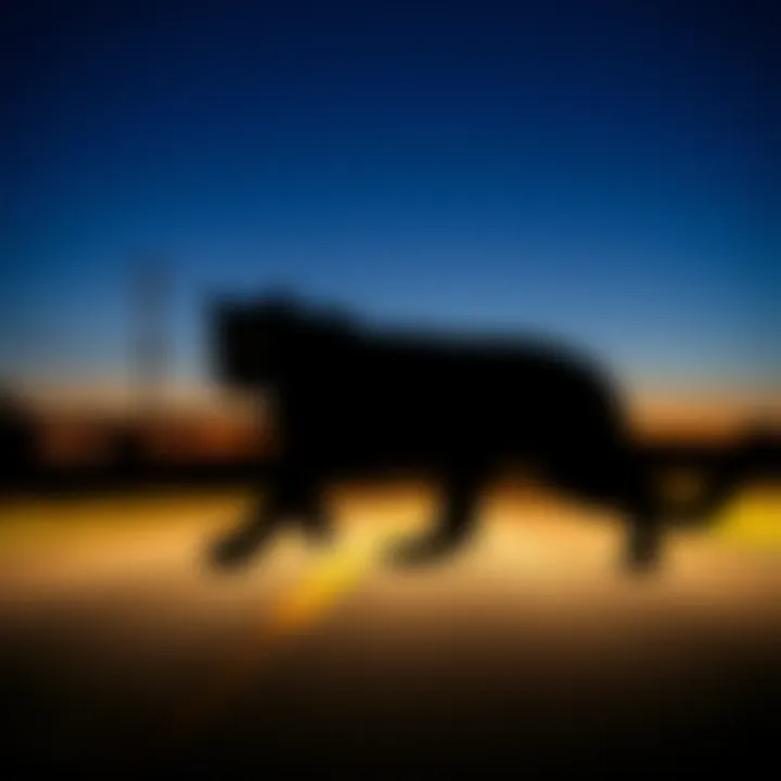 A dark silhouette resembling a large cat crossing a road in Texas under the night sky