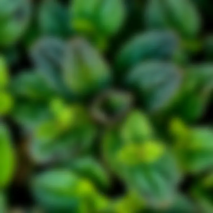 Close-up of spearmint plant showing black edges on leaves