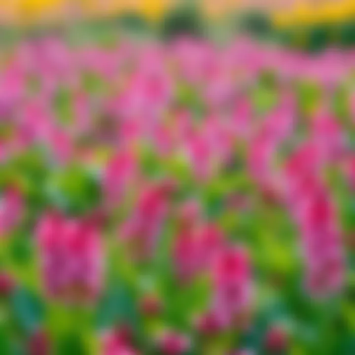 Vibrant fields of asphodel flowers blooming after spring rains, showcasing their lush green leaves and budding fruits.