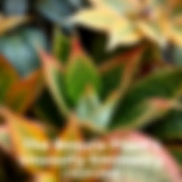 A close-up of a Boquila plant with leaves that resemble those of surrounding plants, showcasing its mimicry ability