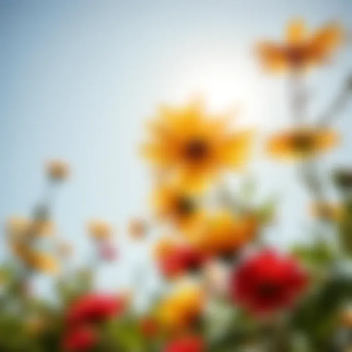 A sunny scene featuring colorful flowers blooming under a clear sky, symbolizing positivity and hope.