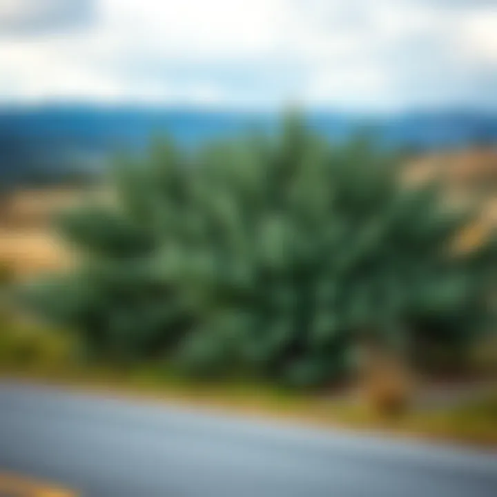 A large bush growing along a roadside, displaying green leaves, possibly sage.