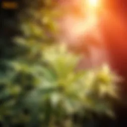 A serene environment featuring cannabis leaves surrounded by soft light, suggesting peace and relaxation.
