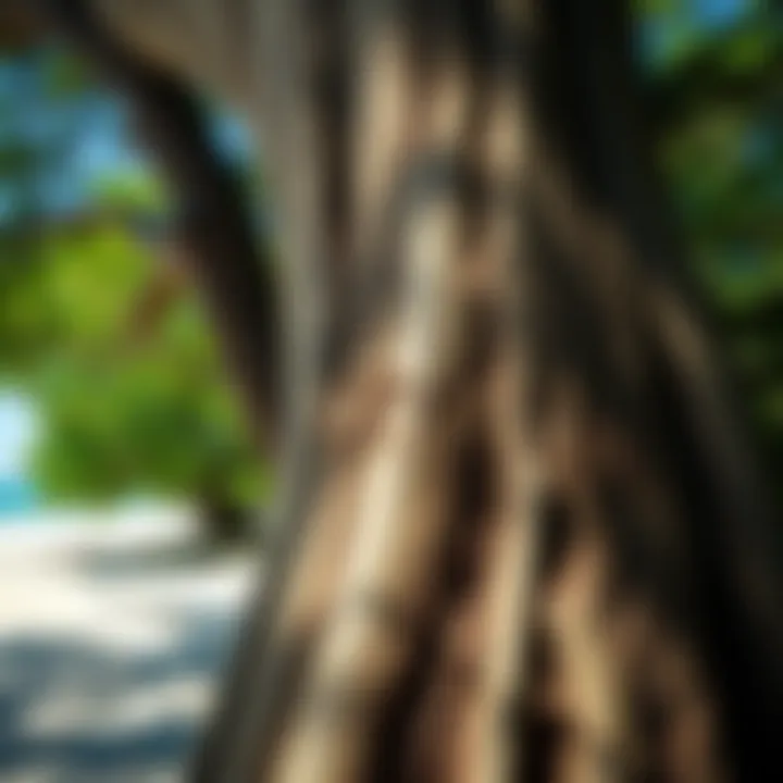 A close-up of a tree with the word 'Croatoan' carved into its bark, surrounded by a sandy beach and lush greenery