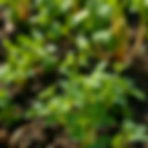 Lush cilantro plant thriving in a sunny garden, showcasing vibrant green leaves and healthy growth.