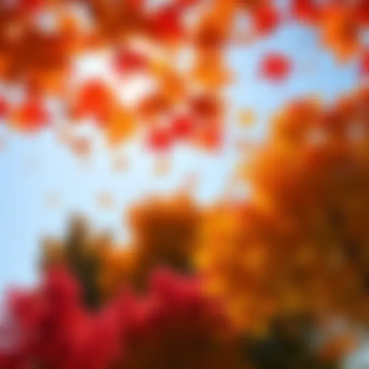 A vibrant scene of red, orange, and yellow autumn leaves falling from trees on a sunny day.