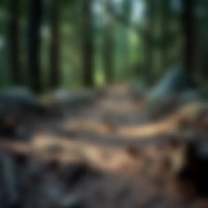 Signs of a Crawler in the Woods Footprints and disturbed soil indicating the presence of a crawler in a forest area