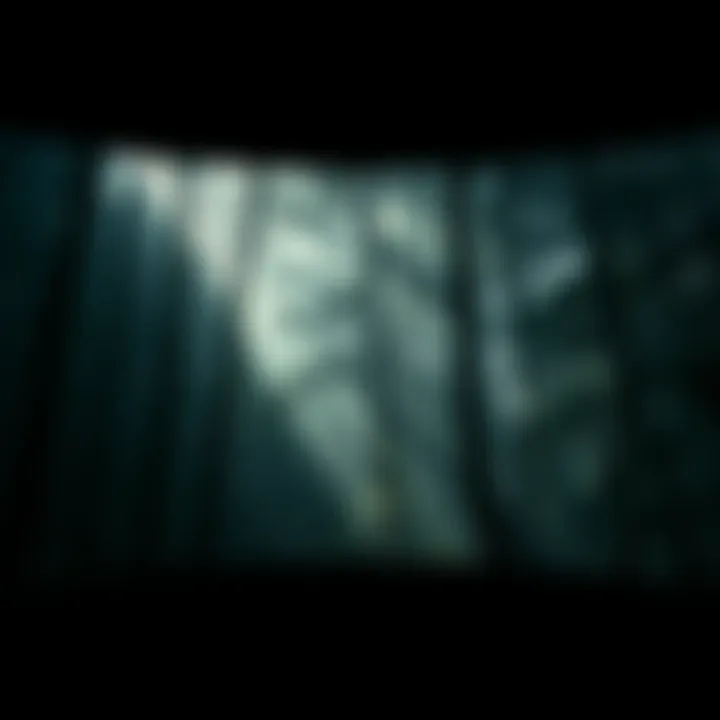 A dense forest during the day with unusual shadows and eerie atmosphere