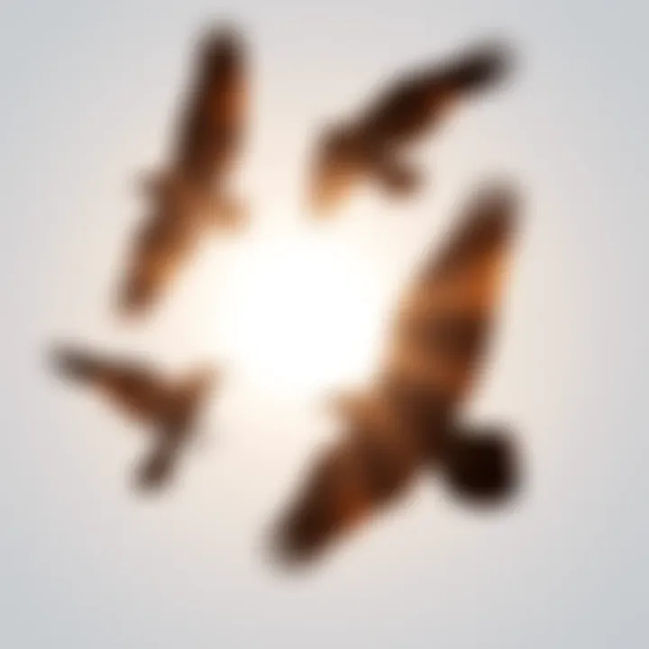 A silhouette of crows flying under bright sunlight, symbolizing spiritual messages during healing.