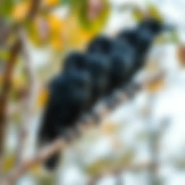 A group of crows perched on a tree branch, looking around with curiosity.