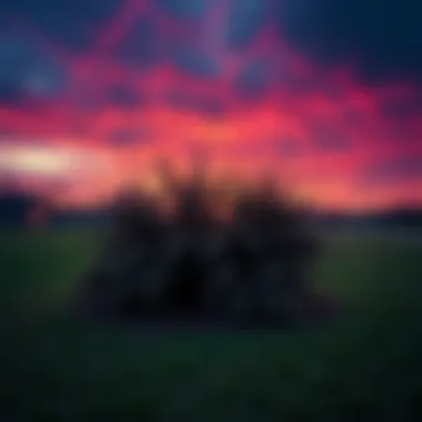 A photo showing unusual straight edges in Gettysburg, resembling either a bush or a spider web