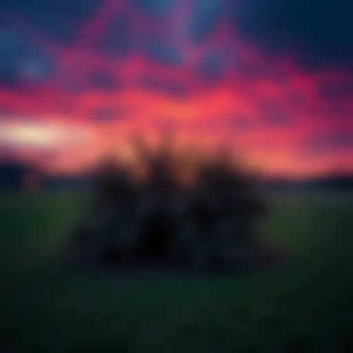 A photo showing unusual straight edges in Gettysburg, resembling either a bush or a spider web