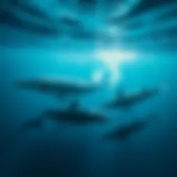 Curious Whales Swimming Beneath the Surface A group of unseen whales gliding through the ocean depths, creating ripples in the water.