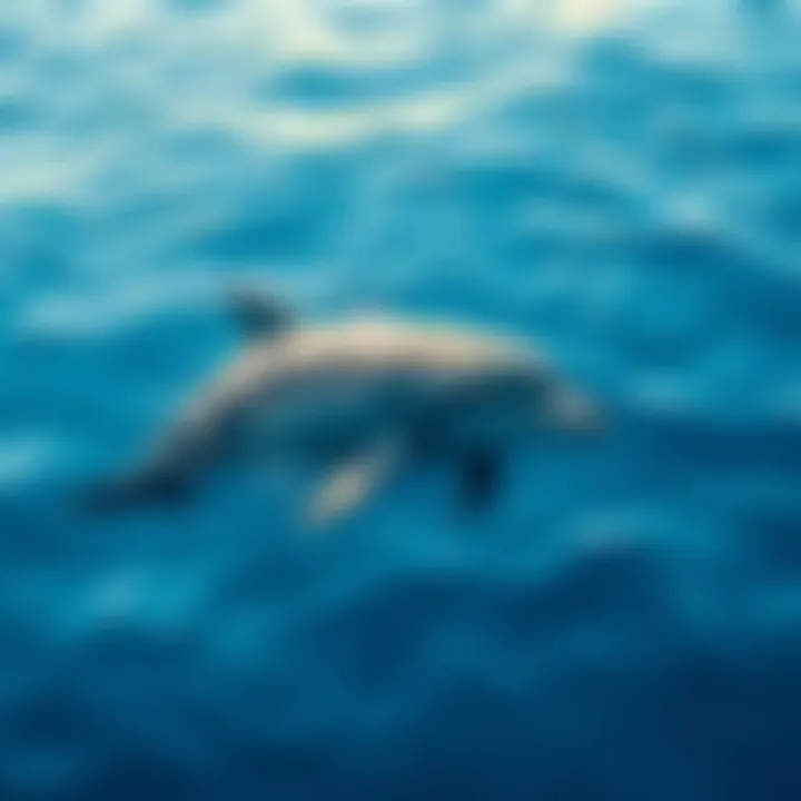 A dolphin swimming gracefully in blue ocean water, symbolizing wildlife behavior and human perceptions.