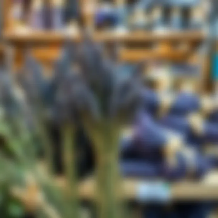 Bundles of dried lavender displayed on shelves in a local store in India