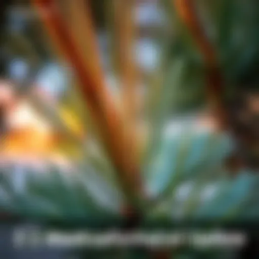 Close-up of Eastern White Pine showing its transformation viewed through clear glass