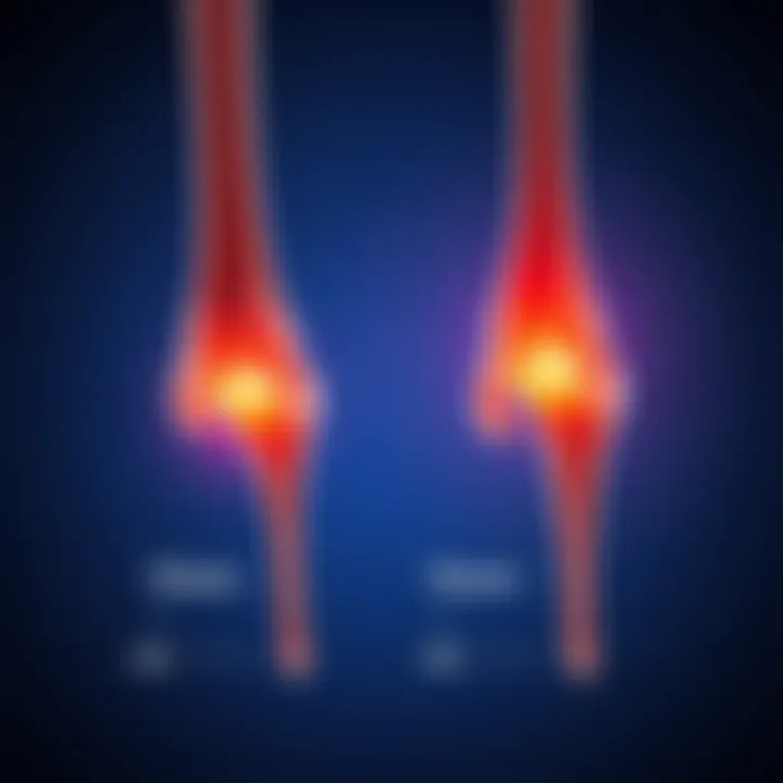 Illustration showing the human fibula with new in-between ligament and comparison to the old anatomy model