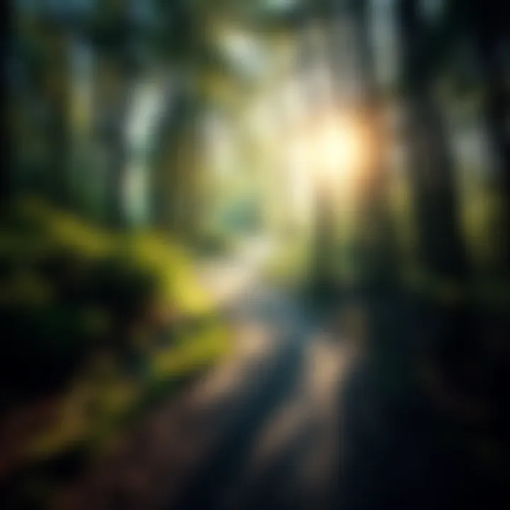 A peaceful forest path representing guidance and spirituality, with sunlight filtering through the trees