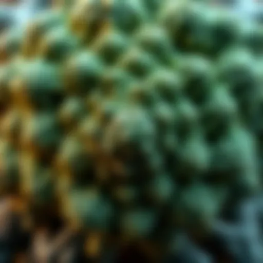 A close-up view of broccoli showing its intricate fractal patterns, symbolizing the complexity of the universe and its interconnectedness.
