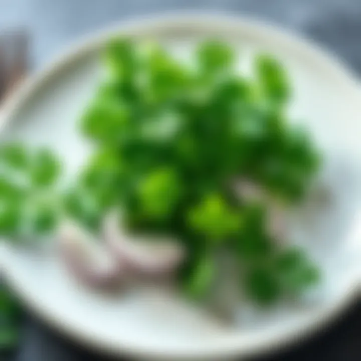 Fresh Parsley on a Plate A vibrant bunch of fresh parsley placed on a white plate, showcasing its green leaves and texture.