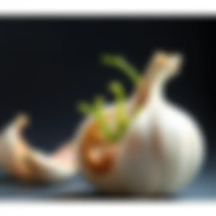 Garlic Clove Sprouting A garlic clove with a sprout growing from inside it, showing green shoots emerging from the bulb.