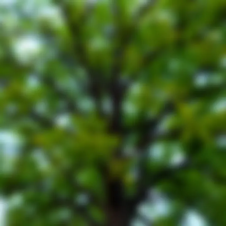 A blurry photo of a tree with a faint figure of a boy, suggesting a spirit, among the branches.