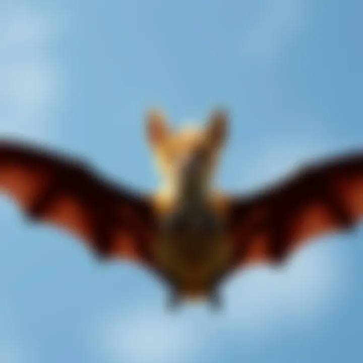 A giant golden-crowned flying fox soaring in the sky with its large wings spread wide.