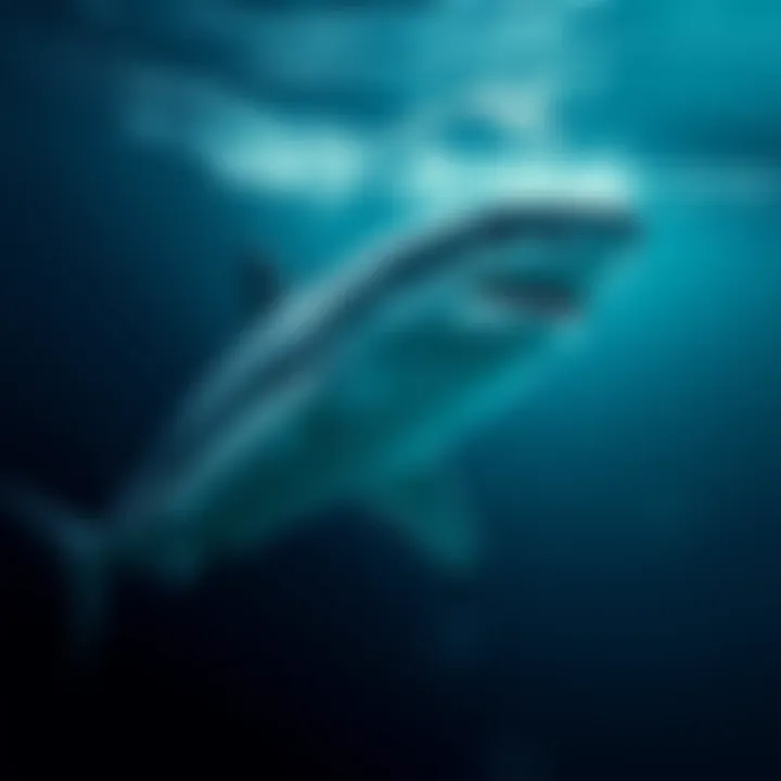 A massive white shark swimming in the ocean, showcasing its size and power.