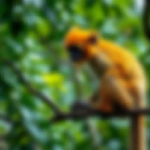 A Golden Langur monkey perched on a branch in its natural habitat, surrounded by green leaves