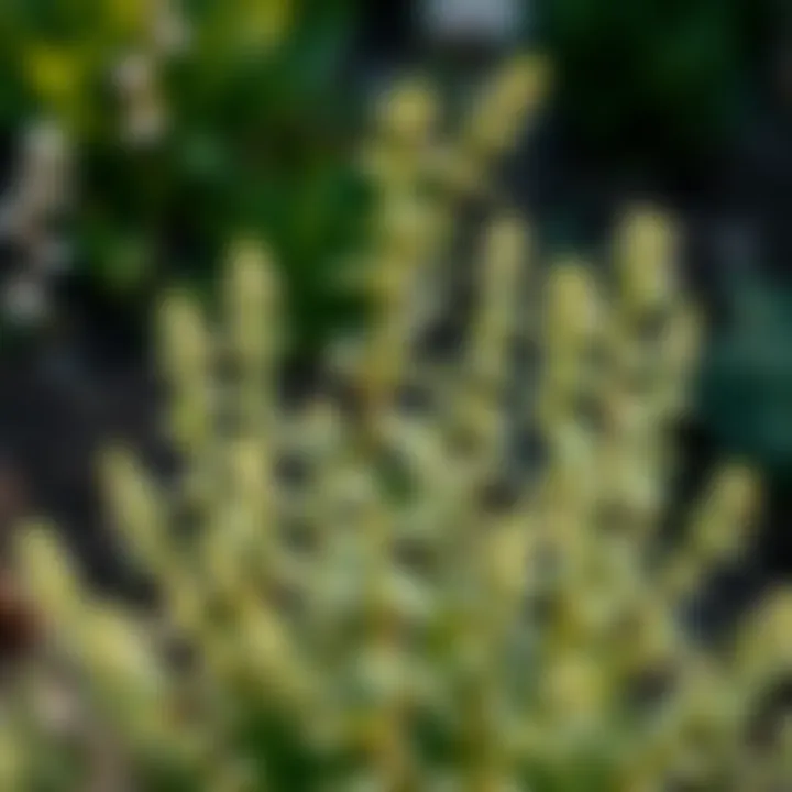 A healthy white sage plant growing in a garden, symbolizing sustainable cultivation practices.