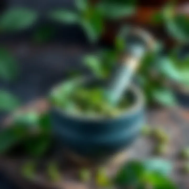 A green Guduchi herb being ground in a mortar and pestle with fresh leaves in the background