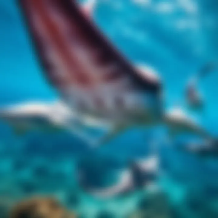 Hammerhead Mantoids in Barrier Canyon Close-up view of Hammerhead Mantoids swimming in Barrier Canyon's clear waters