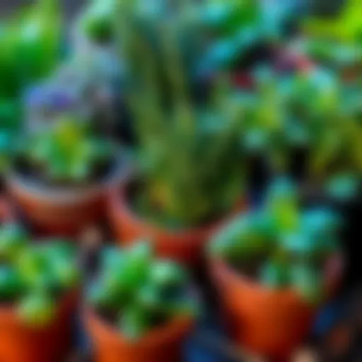 A variety of healing herbs displayed in pots, including basil, thyme, and peppermint, showcasing their vibrant green leaves.
