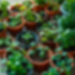 A small herb garden with various pots arranged closely, showcasing healthy plants like basil, mint, and parsley, emphasizing the importance of proper spacing.