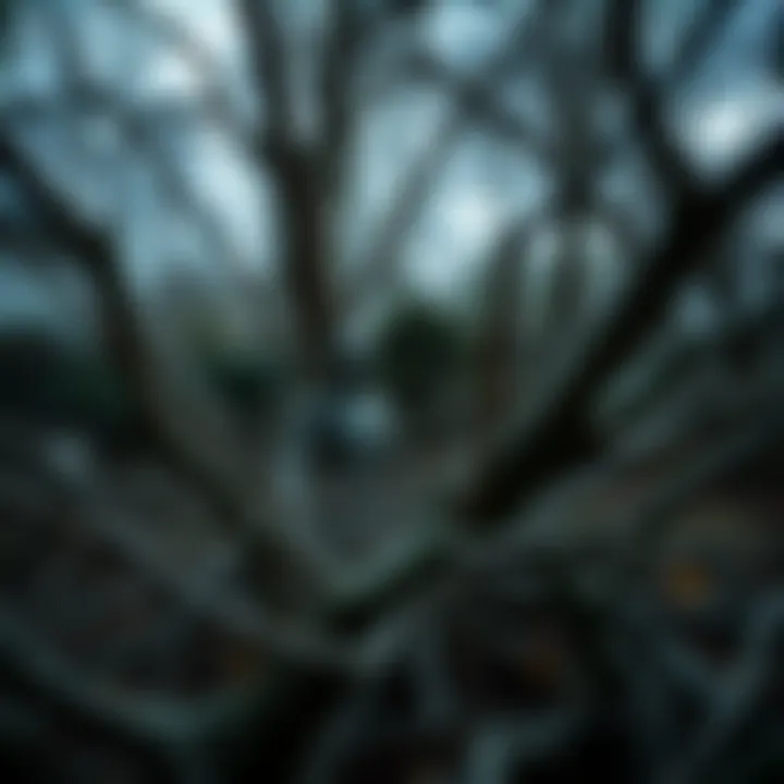 A peculiar humanoid shape appears among fallen branches in a backyard after a tree falls.