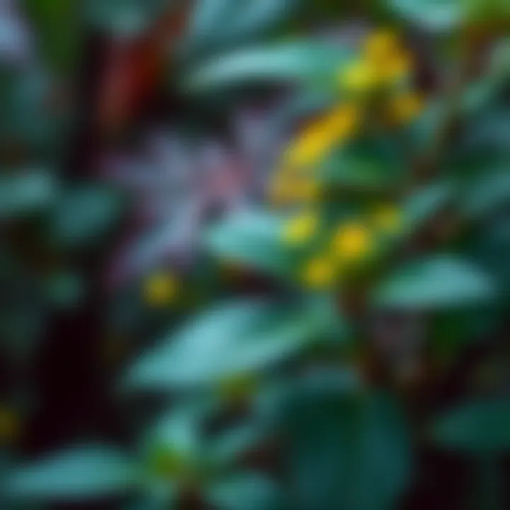 Close-up of the Jin Qian Cao plant with green leaves and vibrant yellow flowers, symbolizing its medicinal use and rich cultural lore.
