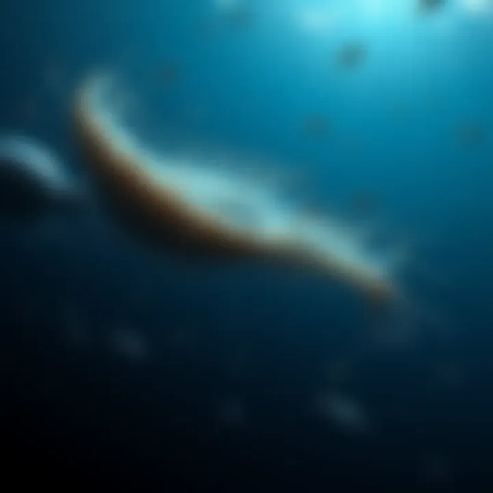 A gigantic siphonophore, resembling The Black Carpet, swims in dark ocean waters. Tiny fish and sea creatures surround it, highlighting its massive size.