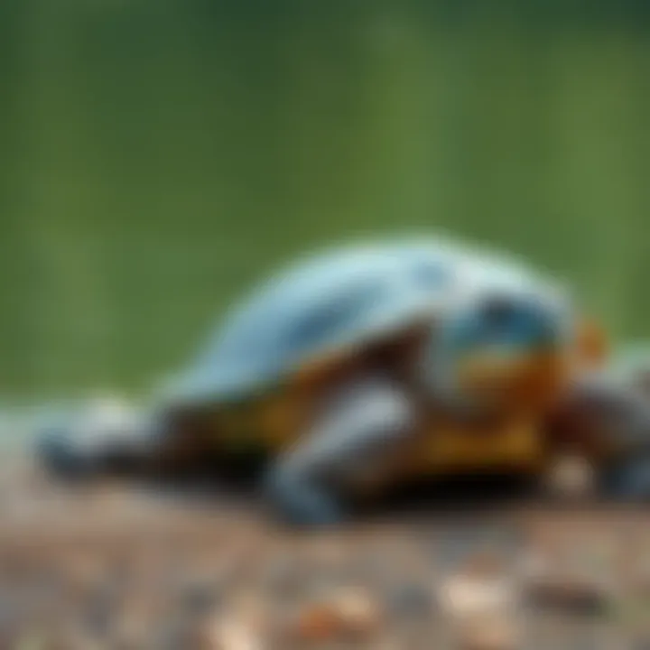 A large softshell turtle resting by the water in Congo, showcasing its impressive size and texture.