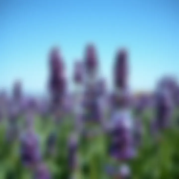 A vibrant field of lavender plants, showcasing their purple flowers in full bloom under a clear blue sky.