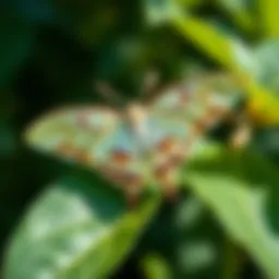 A Luna moth resting on a green leaf, showcasing its large wings and beautiful colors during a sunny day.