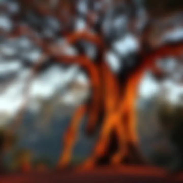A large, twisted tree with gnarled branches in the Australian wilderness, surrounded by dark shadows and eerie foliage, hinting at local legends.