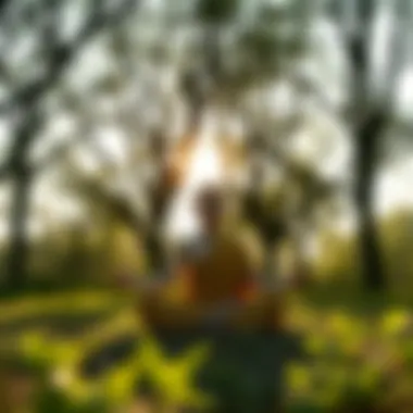 A person sitting cross-legged in a tranquil outdoor setting, surrounded by trees and soft sunlight, embodying the essence of secular Buddhism without reincarnation beliefs.