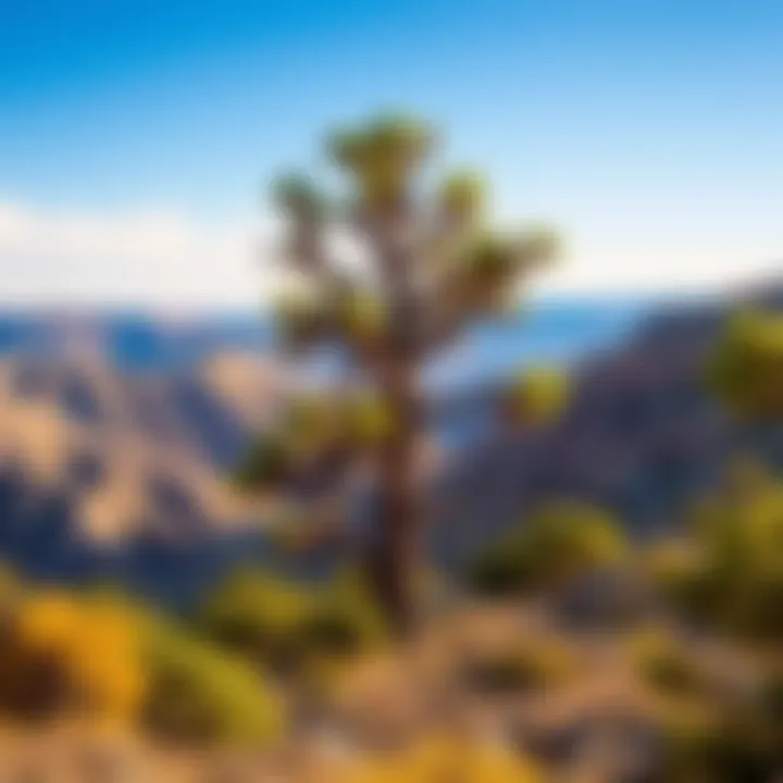 A tall and ancient bristlecone pine tree surrounded by a mountainous landscape, representing the oldest living tree known as Methuselah.